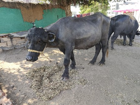 જિલ્લો દેવભૂમિ દ્વારકા તાલુકો જામ