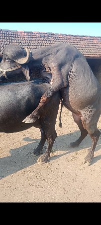 પાડો ચર દાંત થીયો