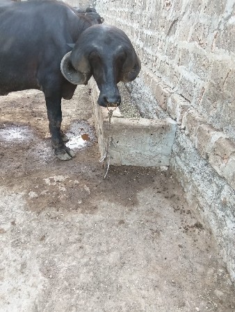 જાફરાબાદ પાડો