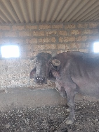 ભેસ વેચવાની છે
