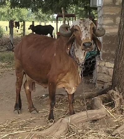 લાલ/કાબરી ગીર ગાય વેચવાની છે