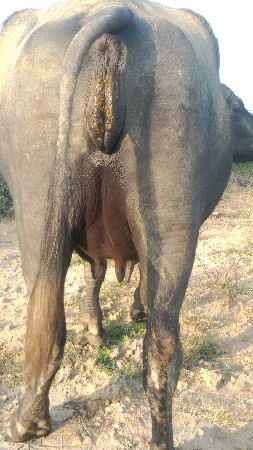 બીજું વેતર ભેંસ વેચવાની છે