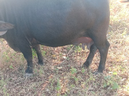 ભેંસ વેચવાની છે બીજું વેધર