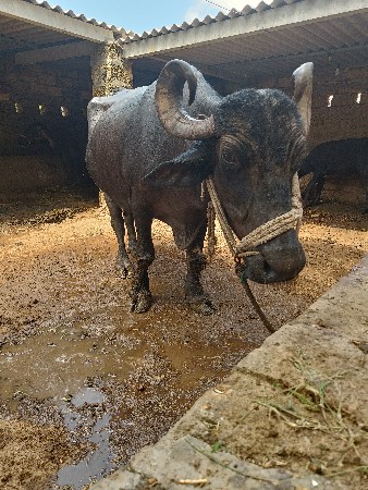 ભેસ