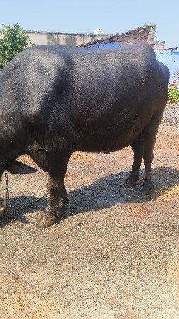પહેલા વેતરની ભેંસ વેચવાની છે