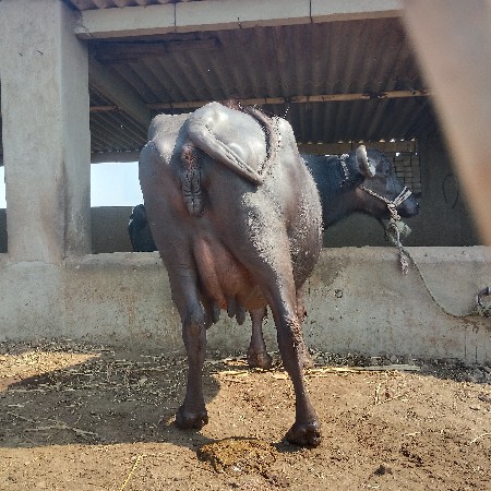ભેંસ વેચવાની છે તીજા વેતર