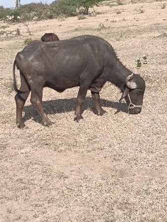 બીજા વેતનનું ઘરેલું બવેચવાનું