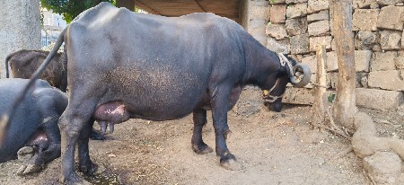 ભેસ વેચવાની છે