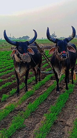 જાતે 6