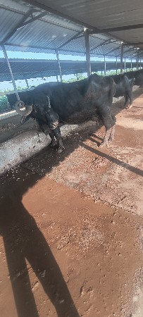 ભેંસ વેસવાની se