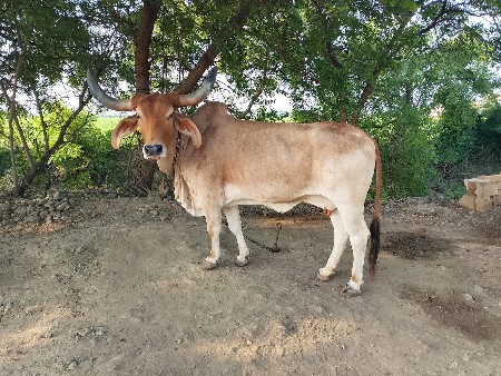 ગાય ને વાસળી