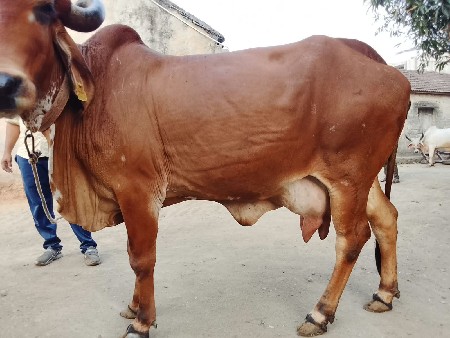 ગાય  વેચવાની છે