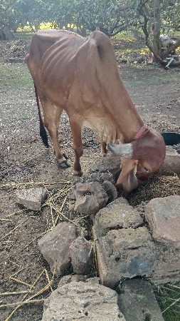 હોડકી વેચવાની છે