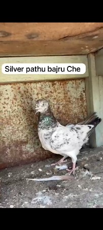 Bajra, chhaydar, Rampuri
