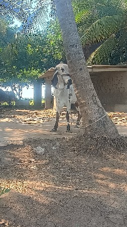 બે વર્ષ ઓરીજનલ ગીર વાસળી