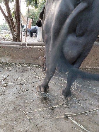 ભેંસ વેચવાની છે