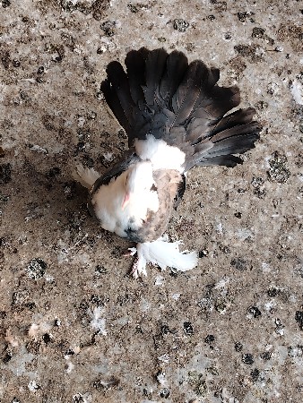 મોરપીંછ