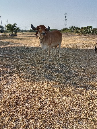 ગાયુ લખવાનુ છે