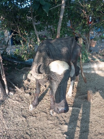ખડાય છે