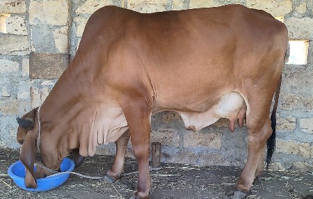 આ ગાઇ વેસવાની છે