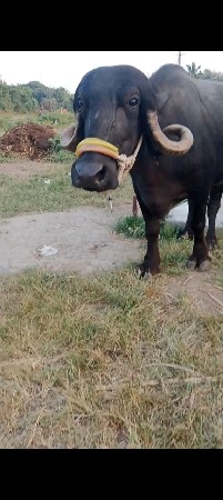 ભેંસ વેચવાની છે