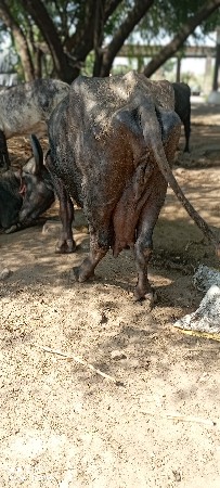 ભેંસ વેચવાની છે