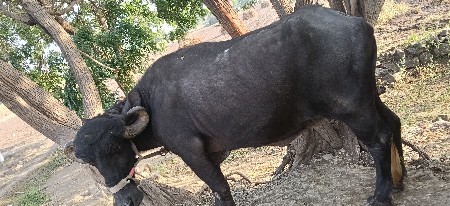 વેચવાની છે
