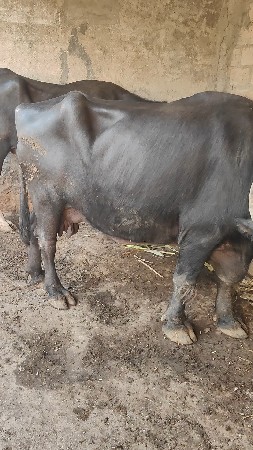 જાફરી ભેંસ