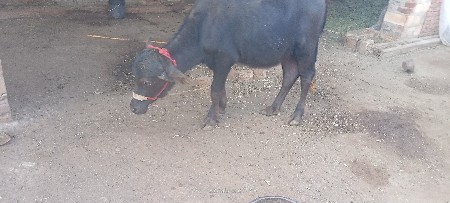 જાફરાબાદી પાડી વેચવાની છે