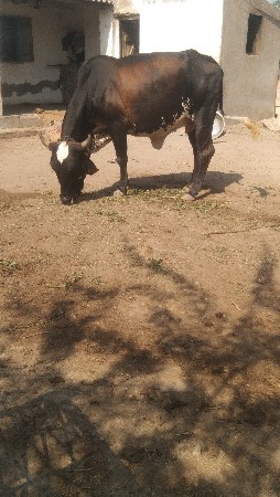 વેચવાની છે  જર્સી છે