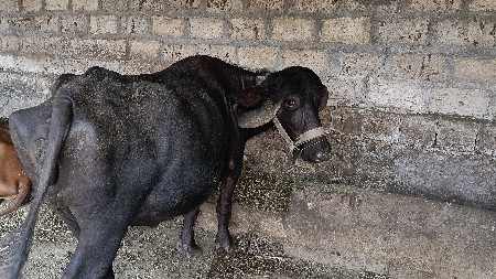ભેંસ વેચવાની છે
