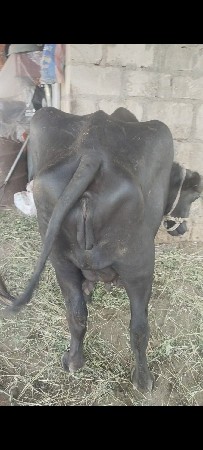 khadeli