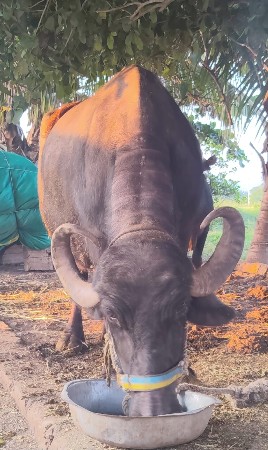 ચોથુ વેતર