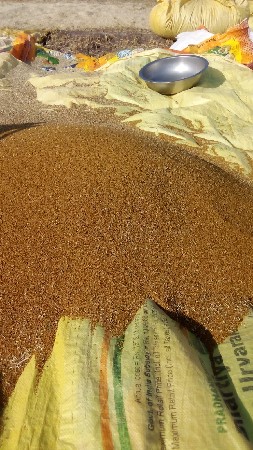 રસકો નુ બી