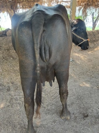 ભેંસ વેચવાની છે
