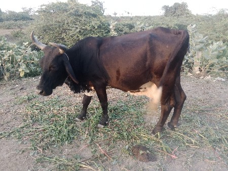 દૂઝણી ગાય સામે સાટા કરવા છે