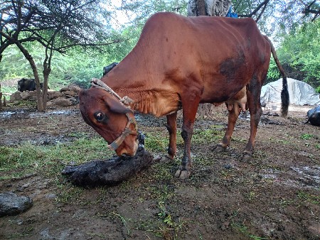 એચ. એફ. ગાય વેચવાની છે