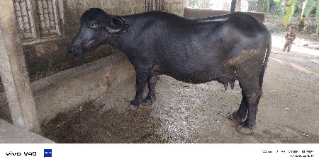 તાજી વ્યનેલ  3 આચારઈ