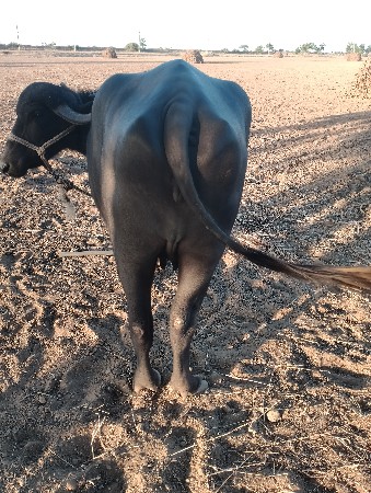 ખળેલી વેચવાની છે