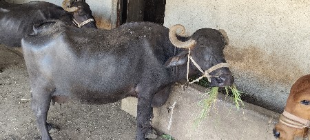 3 ju vetar