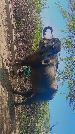 ભેંસ વેચવાની છે