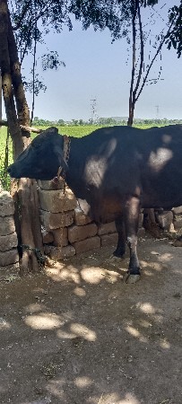 ગાય વેચવાની છે