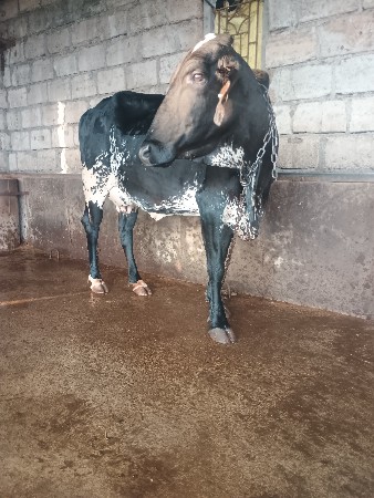 જરશી ગાય