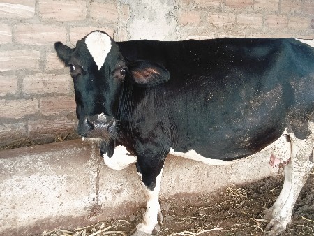HF ગાય વેચવાની છે