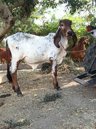 gir  વેચવાની છે