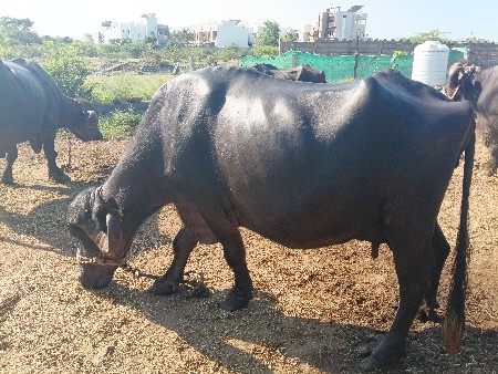 વેતર 4 દશ દિવસ કાચી