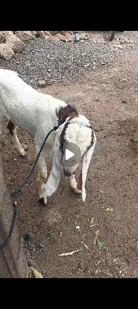 Rajasthani. cross bakaro. bolo