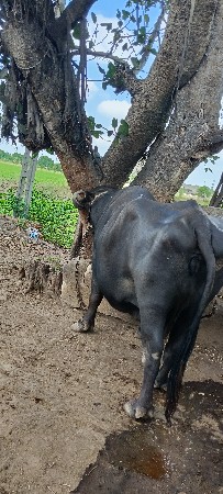 ભેંસ
