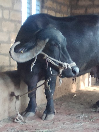 20 દિવસની કાચી ભેંસ કિંમત