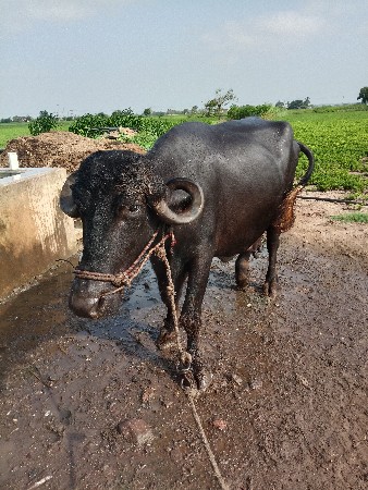 bhesh vechvani se